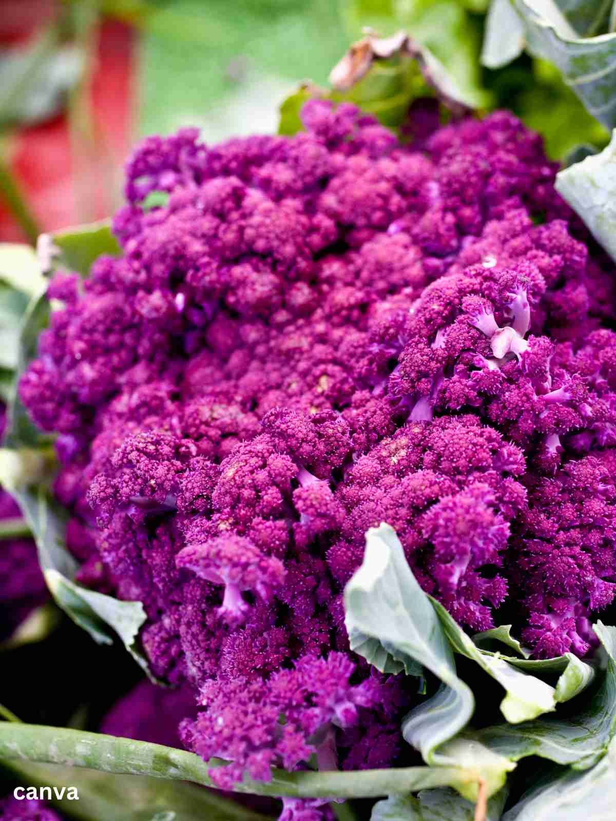 Depurple Hybrid Cauliflower.