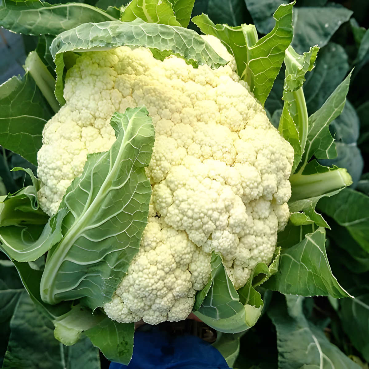 Goodman Cauliflower.
