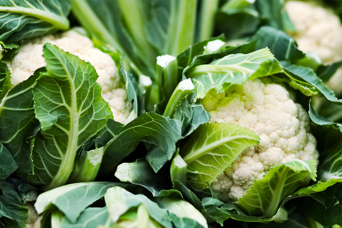 Minuteman Cauliflower.