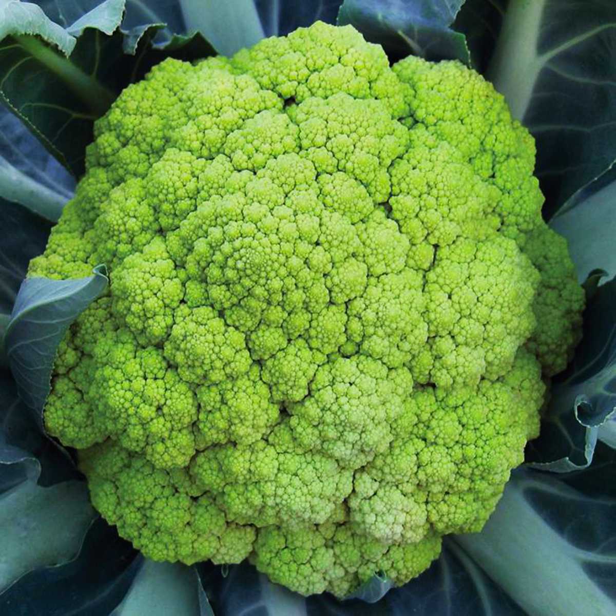 Panther Cauliflower.