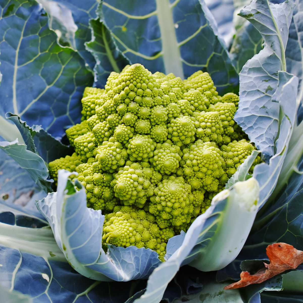 Romanesco Cauliflower.