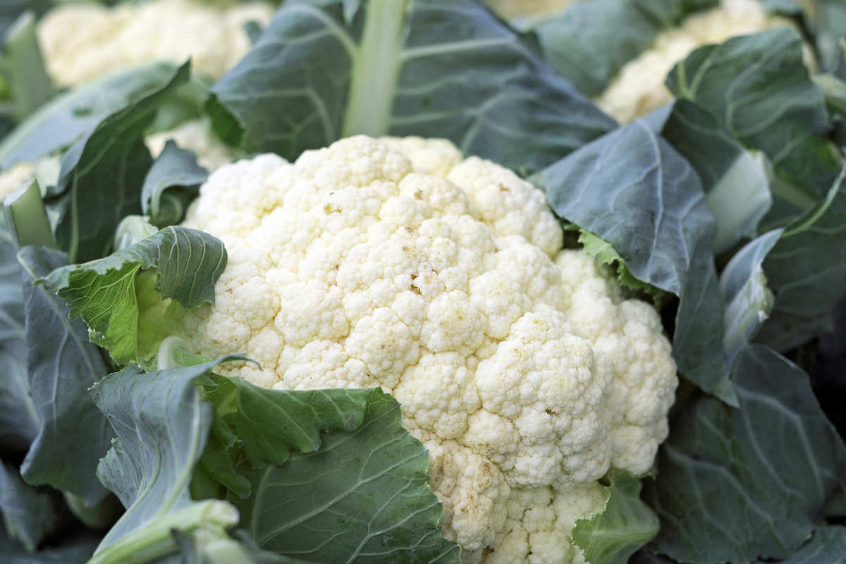 Self-Blanching Snowball Cauliflower.