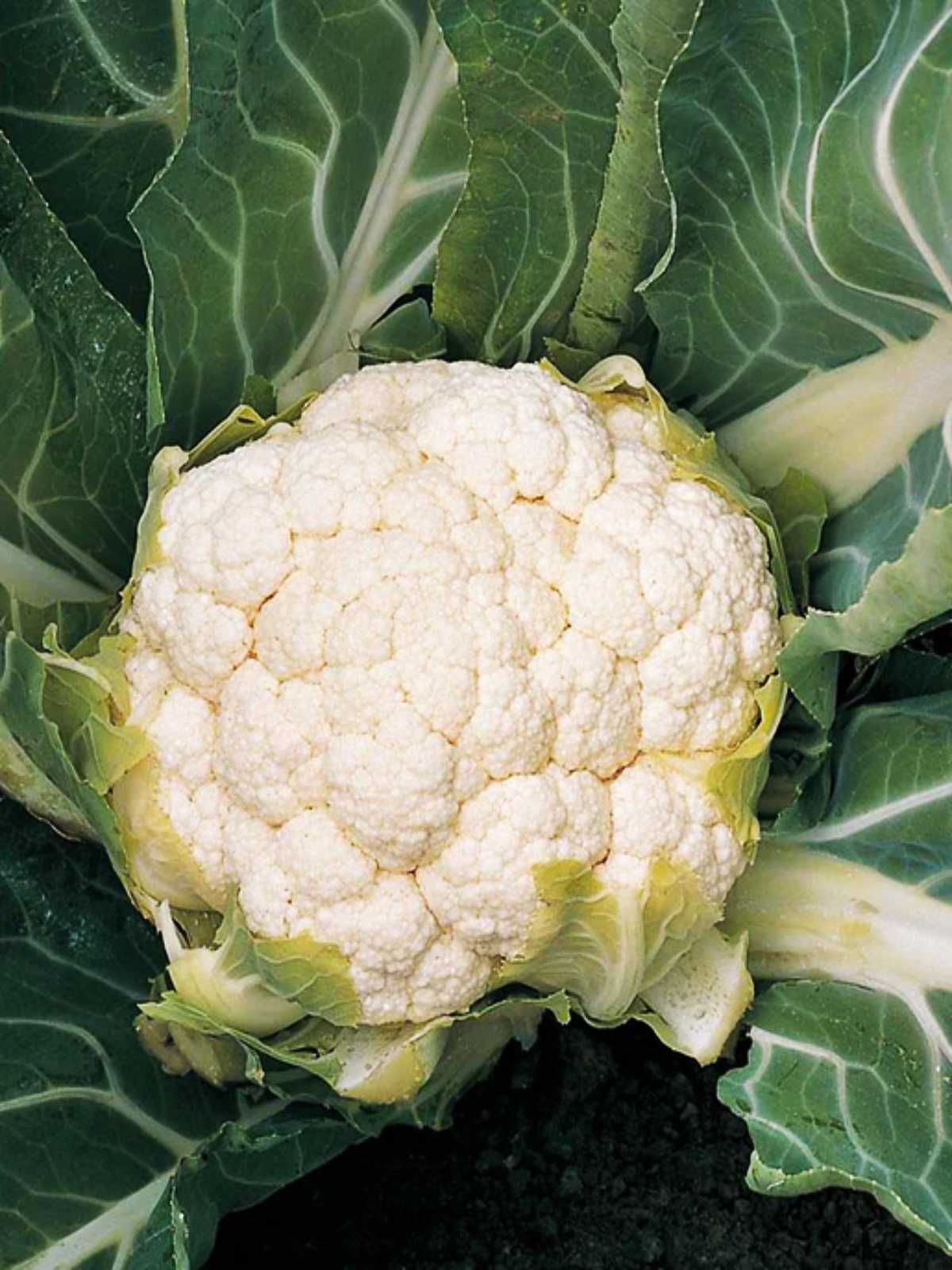 Skywalker Cauliflower.