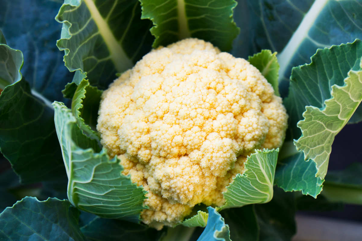 Walcheren Winter Cauliflower.