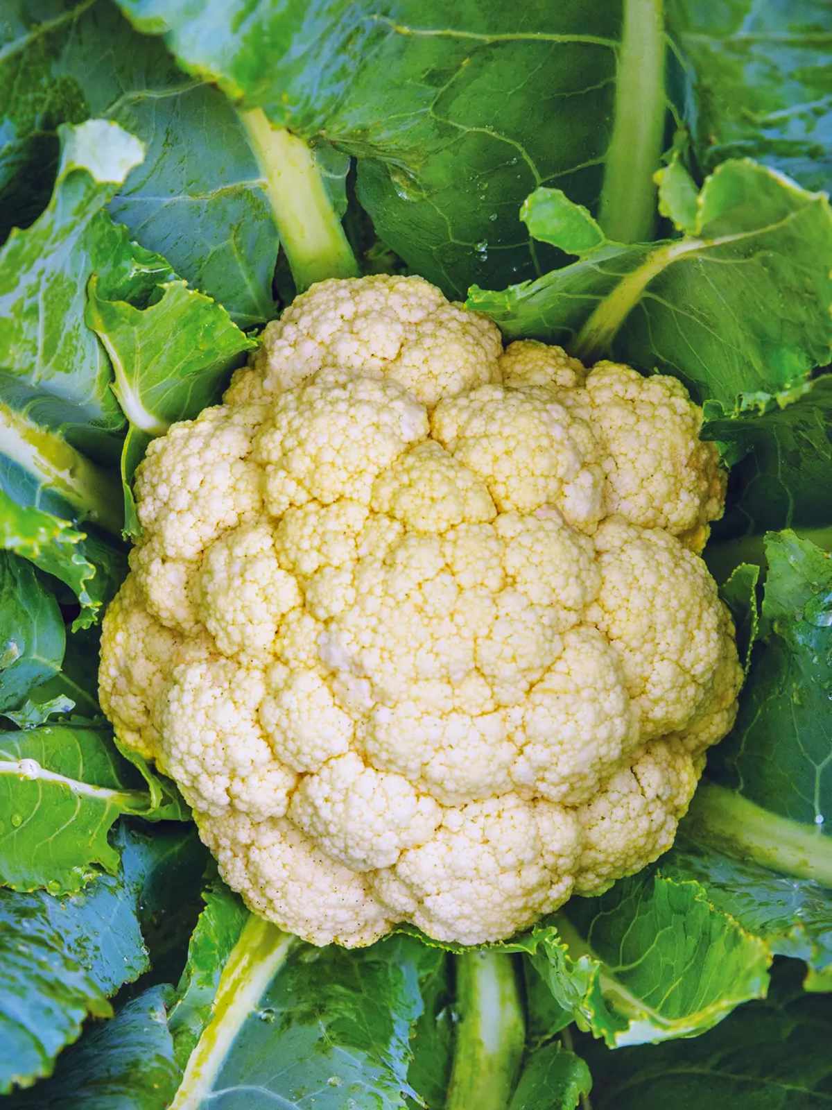 White Corona Hybrid Cauliflower.