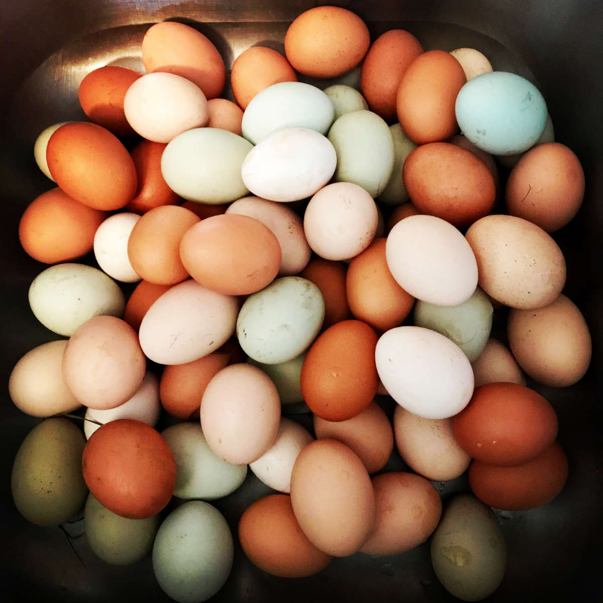 Multiple different types of eggs.