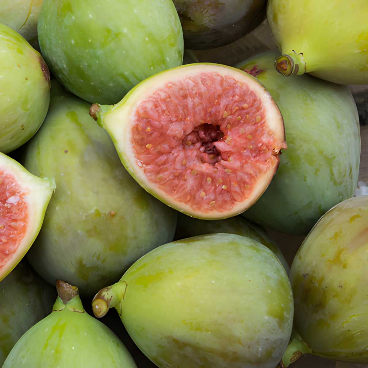 Adriatic Figs.