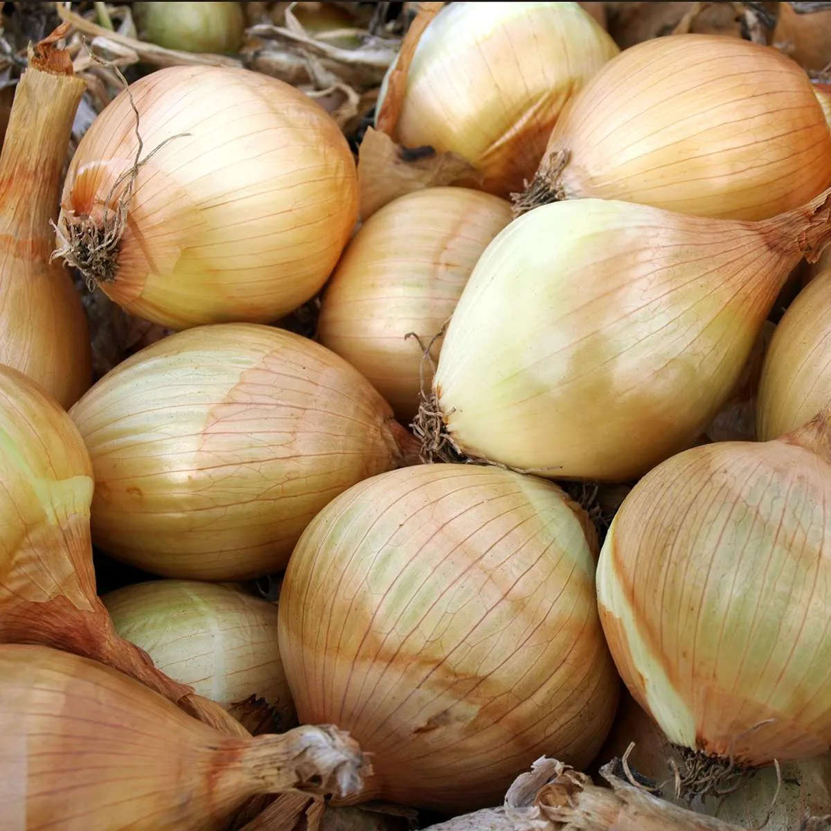 Ailsa Craig Onion.