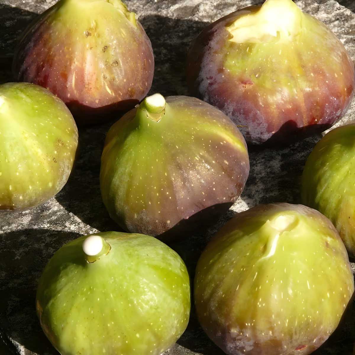 Alma Fig.