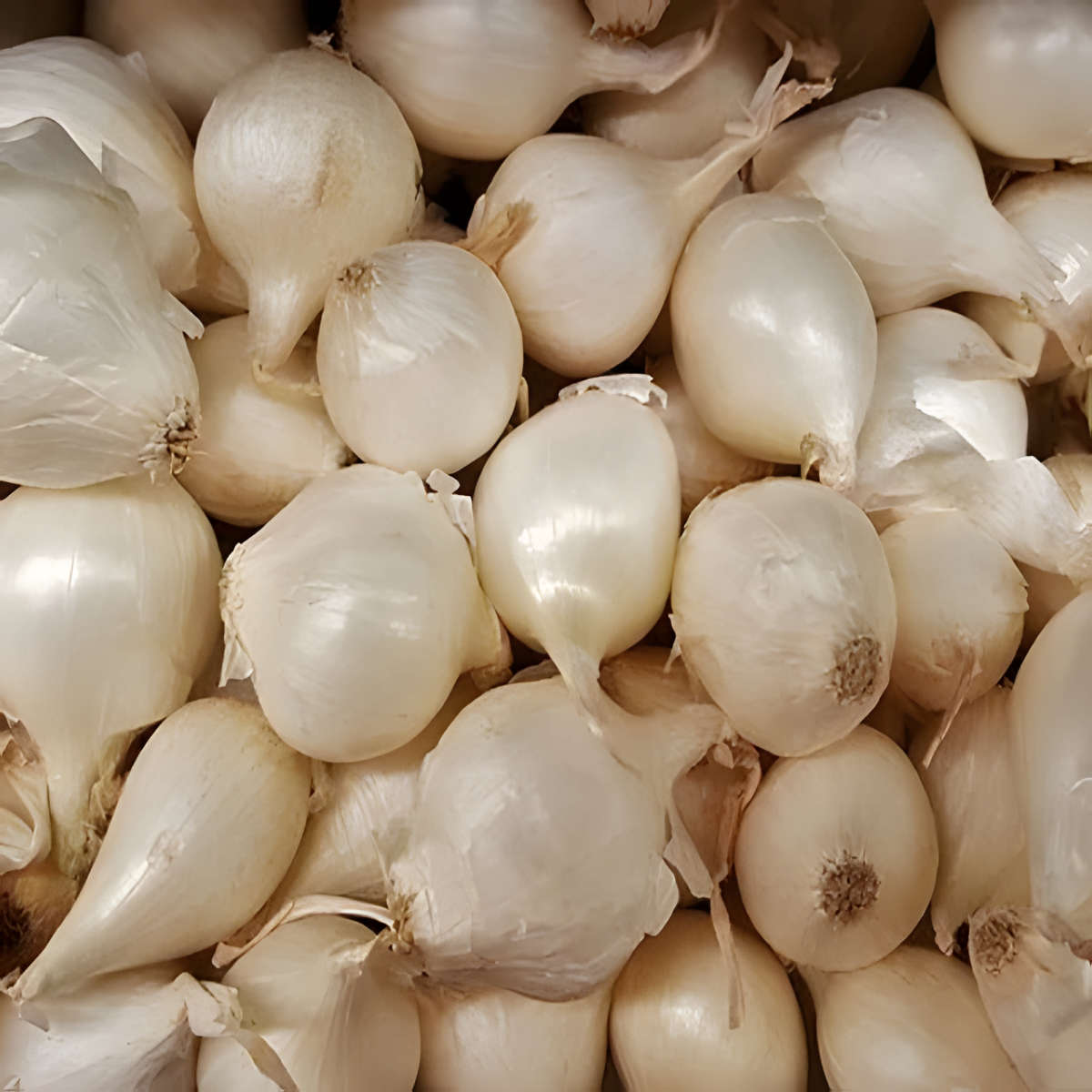 Barletta Onion.
