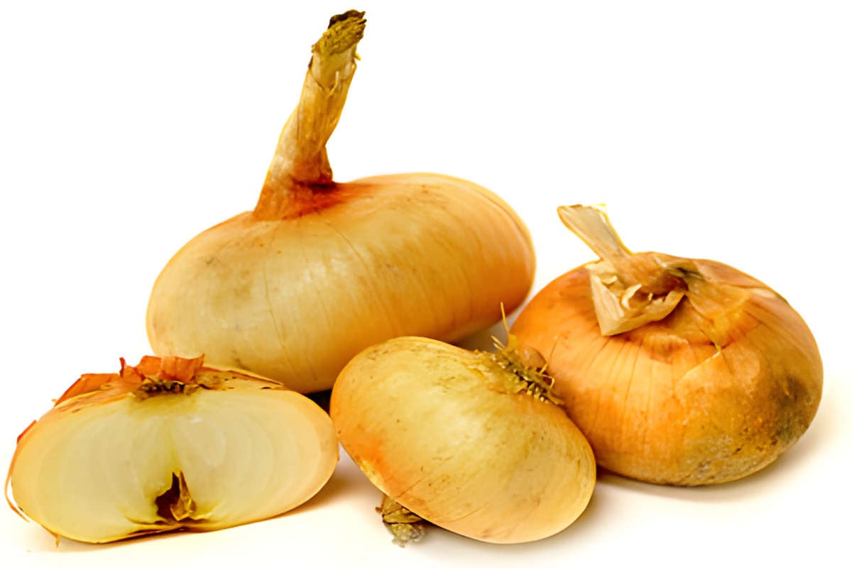 Bermuda Onion.