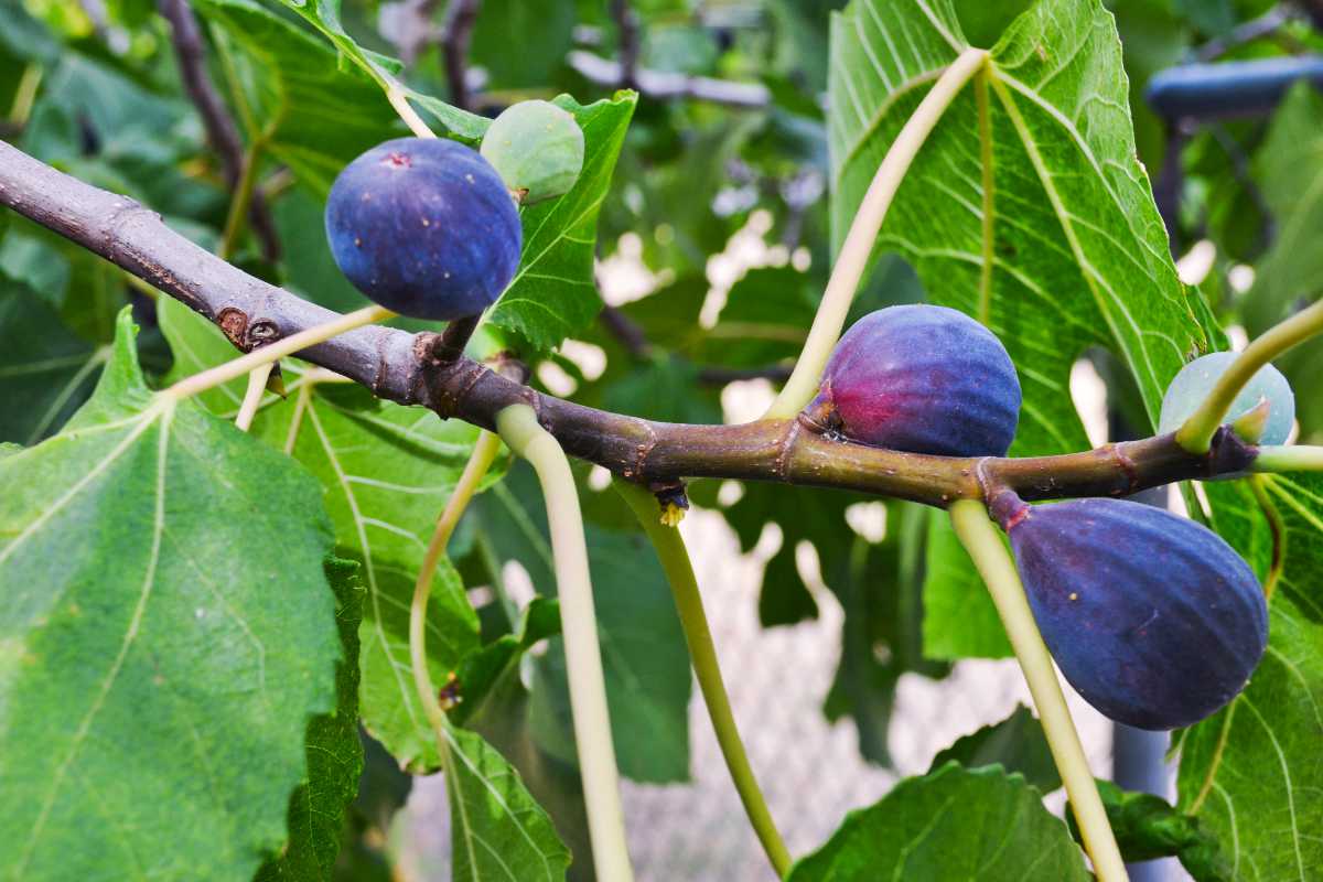 Black Mission Figs.