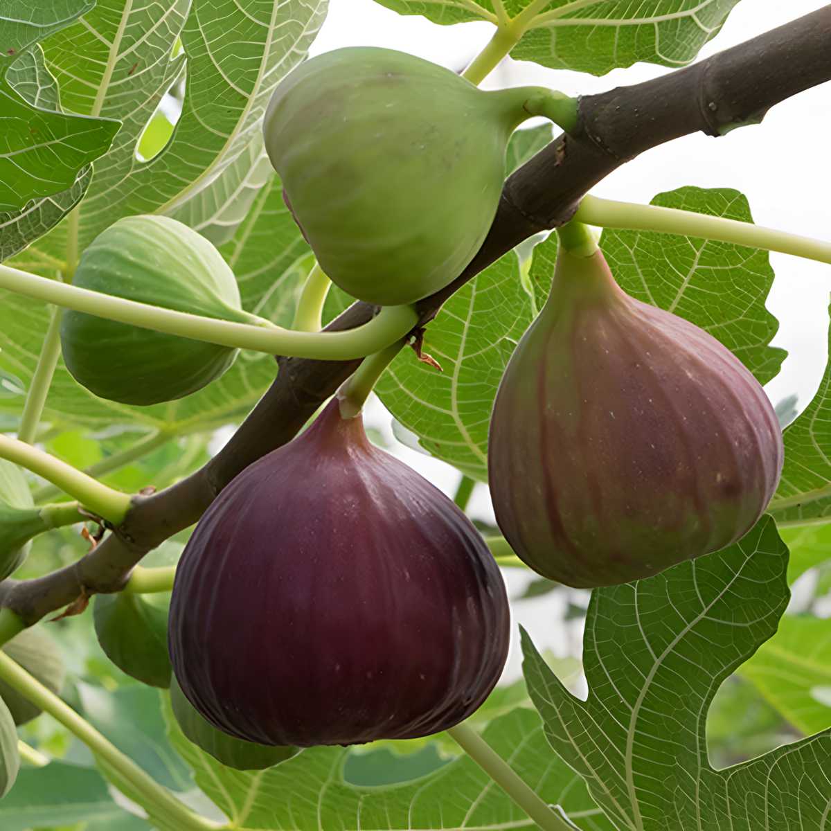 Brown Turkey Figs.