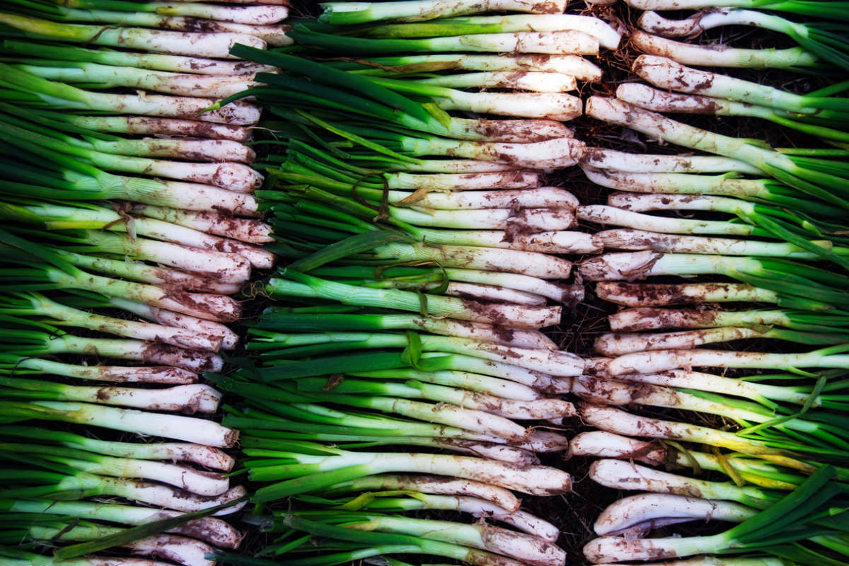 Calçot Onion.