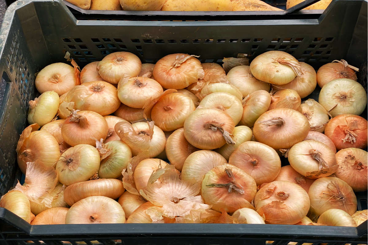Cipollini Onion.