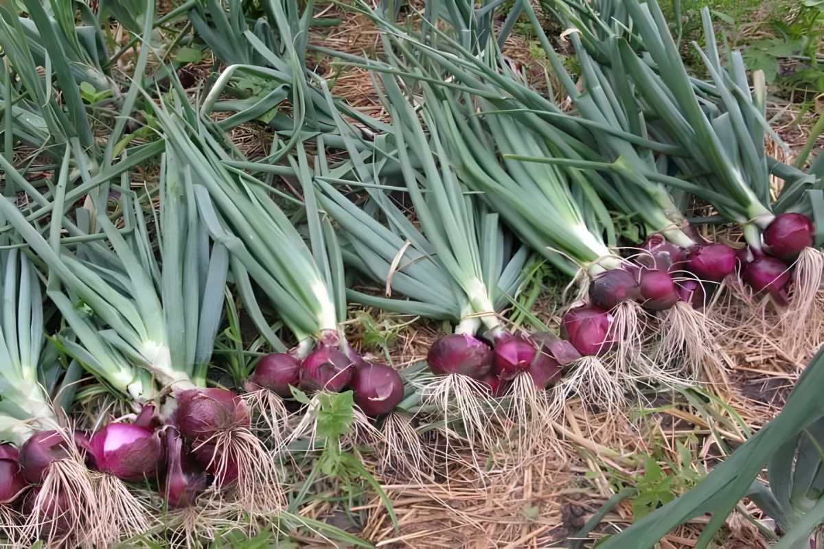 Creole Onion.