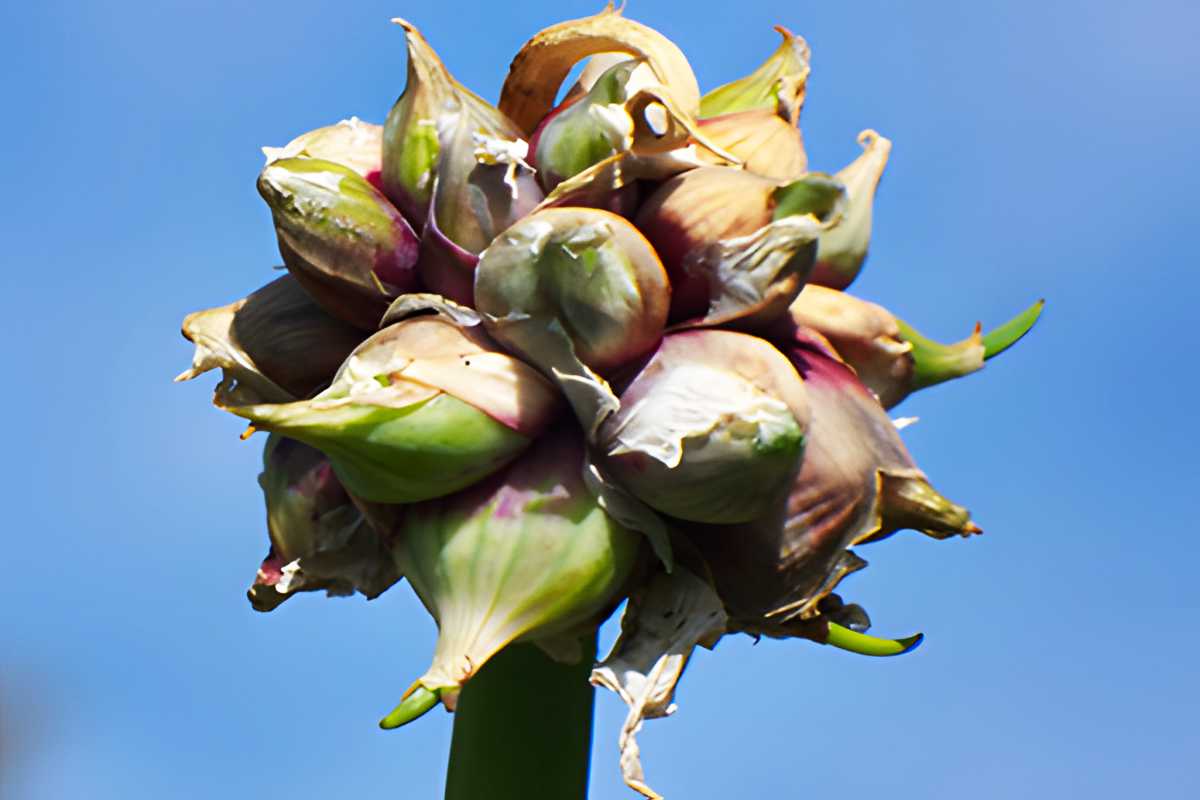 Egyptian Walking Onion.