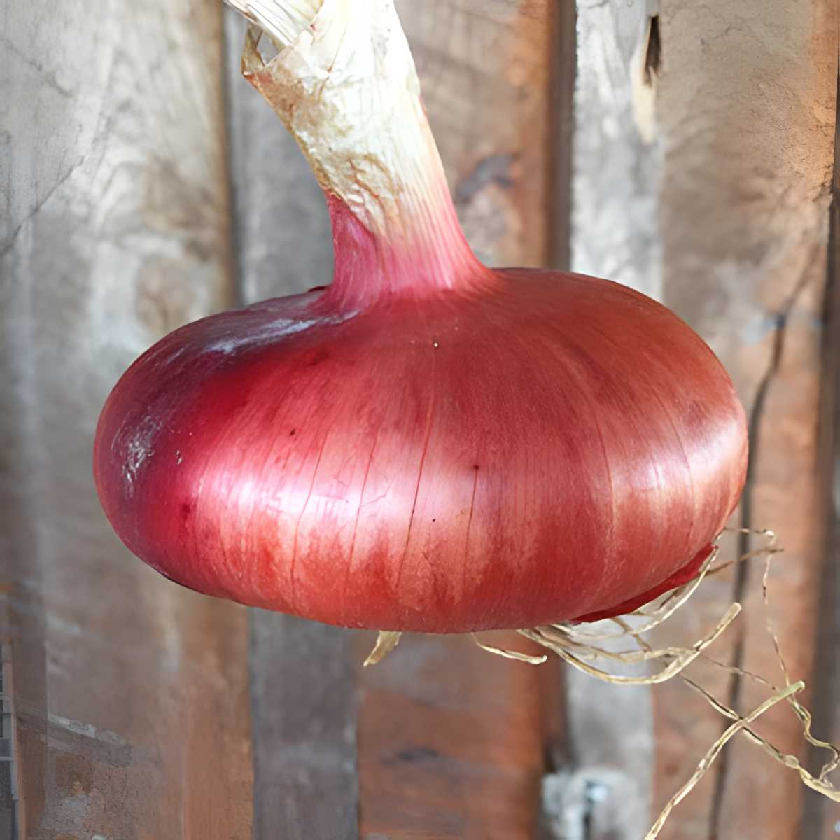 Flat of Italy Onion.