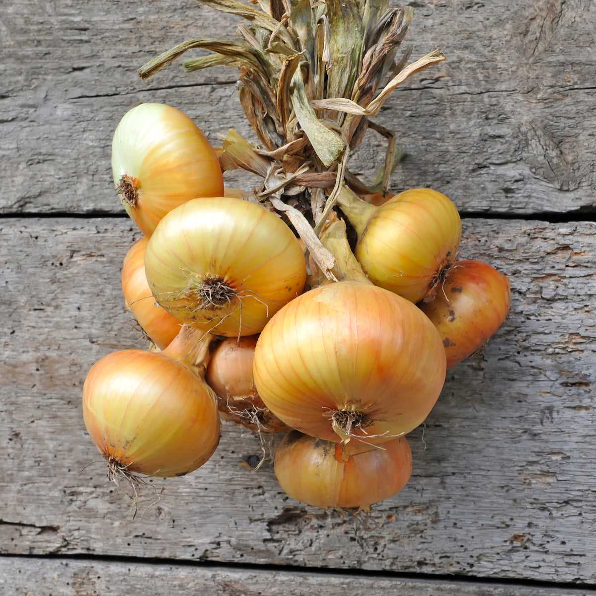Granex Onion.