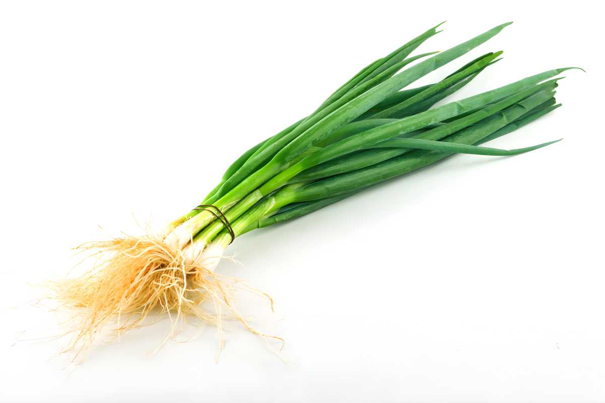 Green Onion.