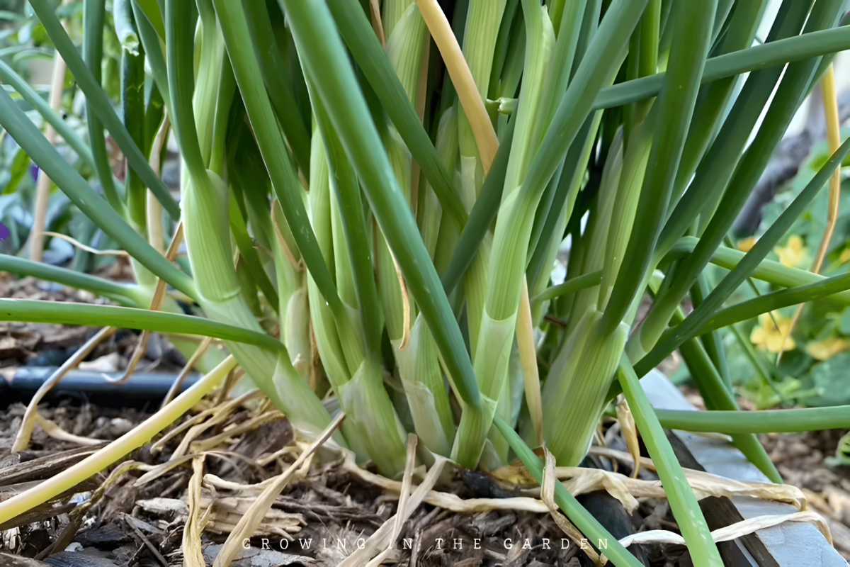 I'itoi Onion.