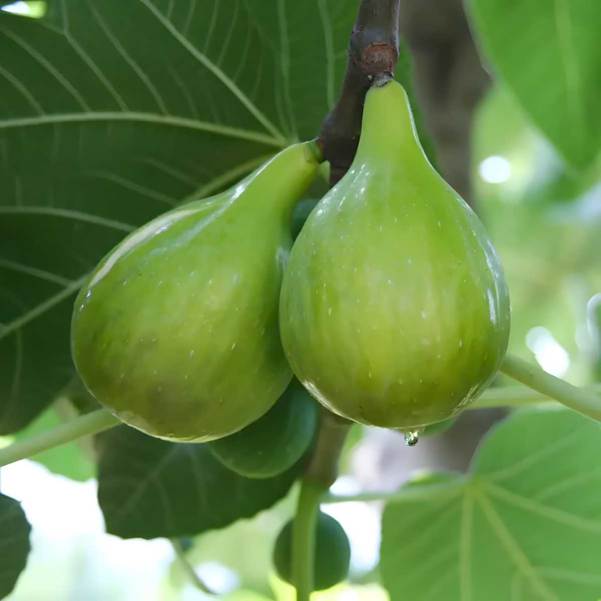 Italian Honey Figs.