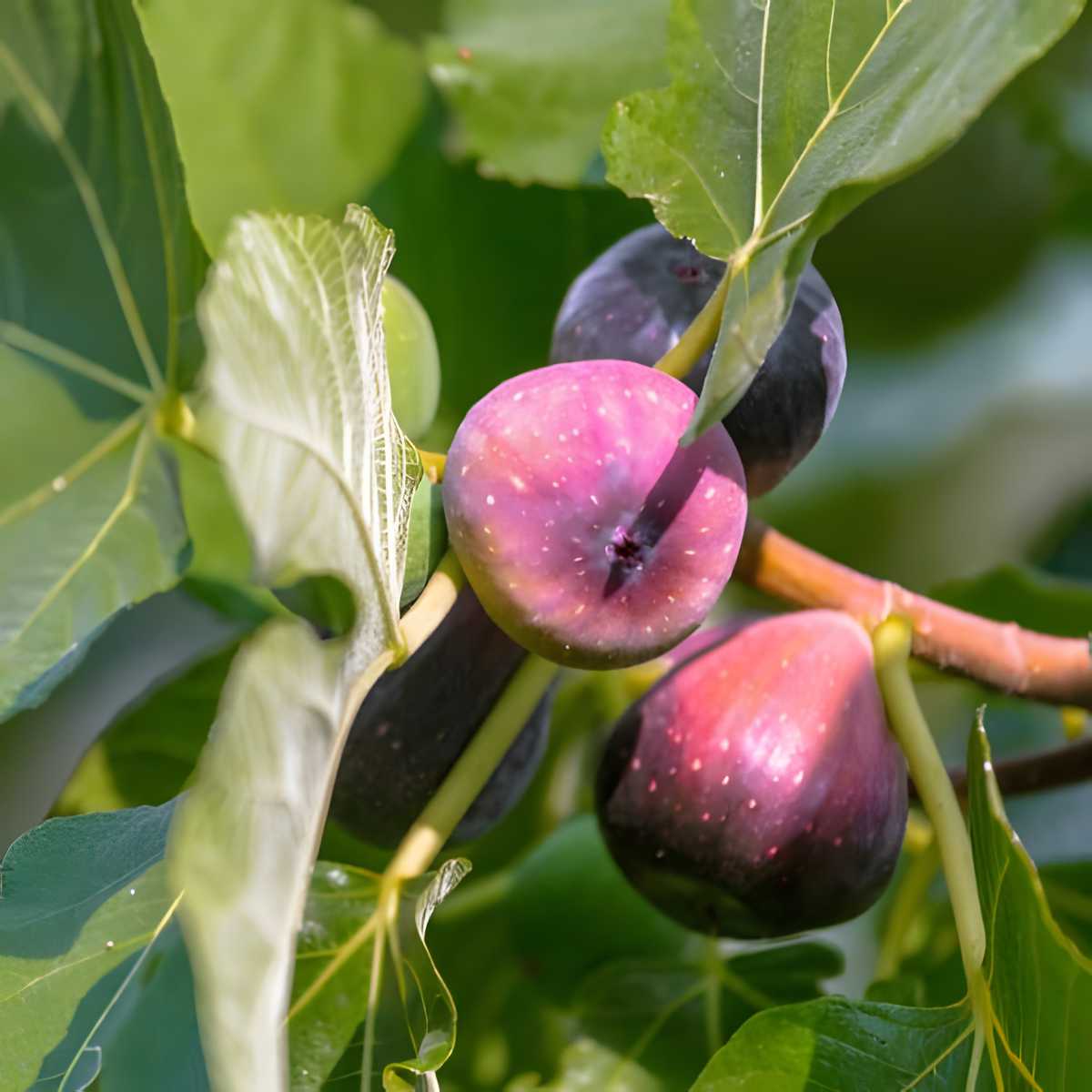 LSU Purple Fig.