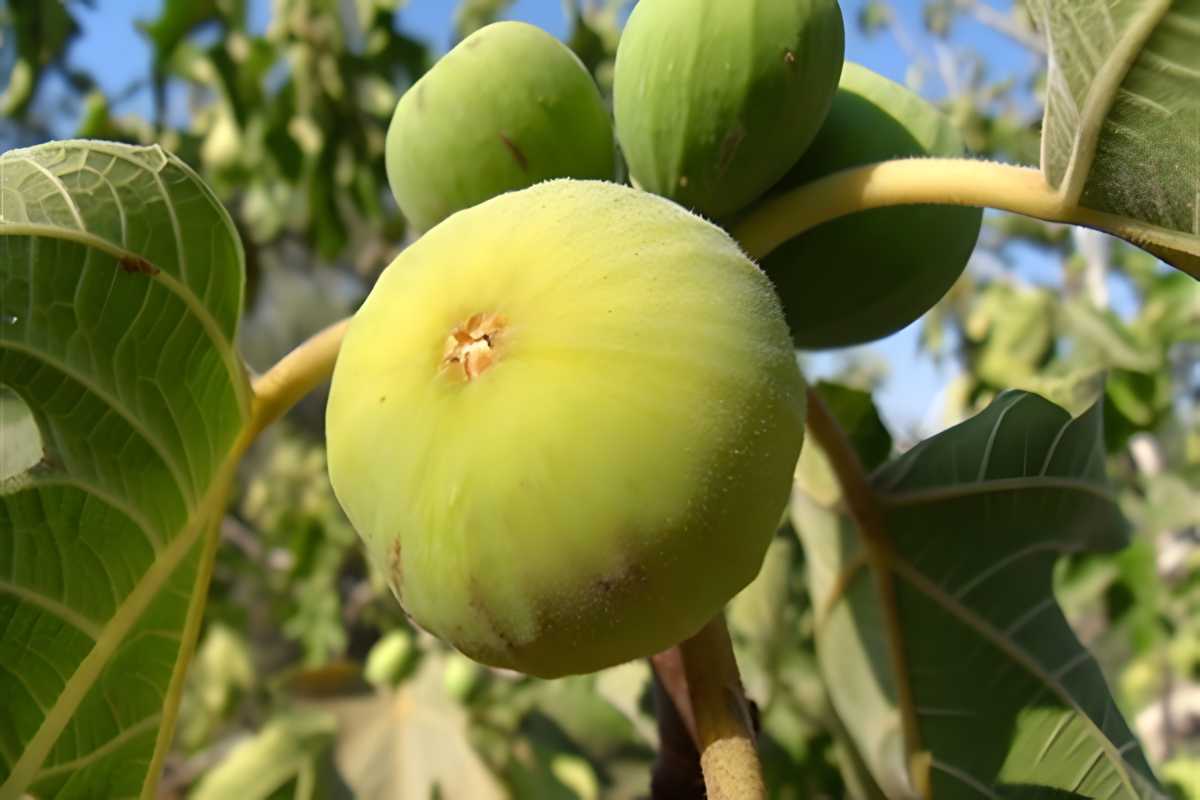 Lemon Figs.