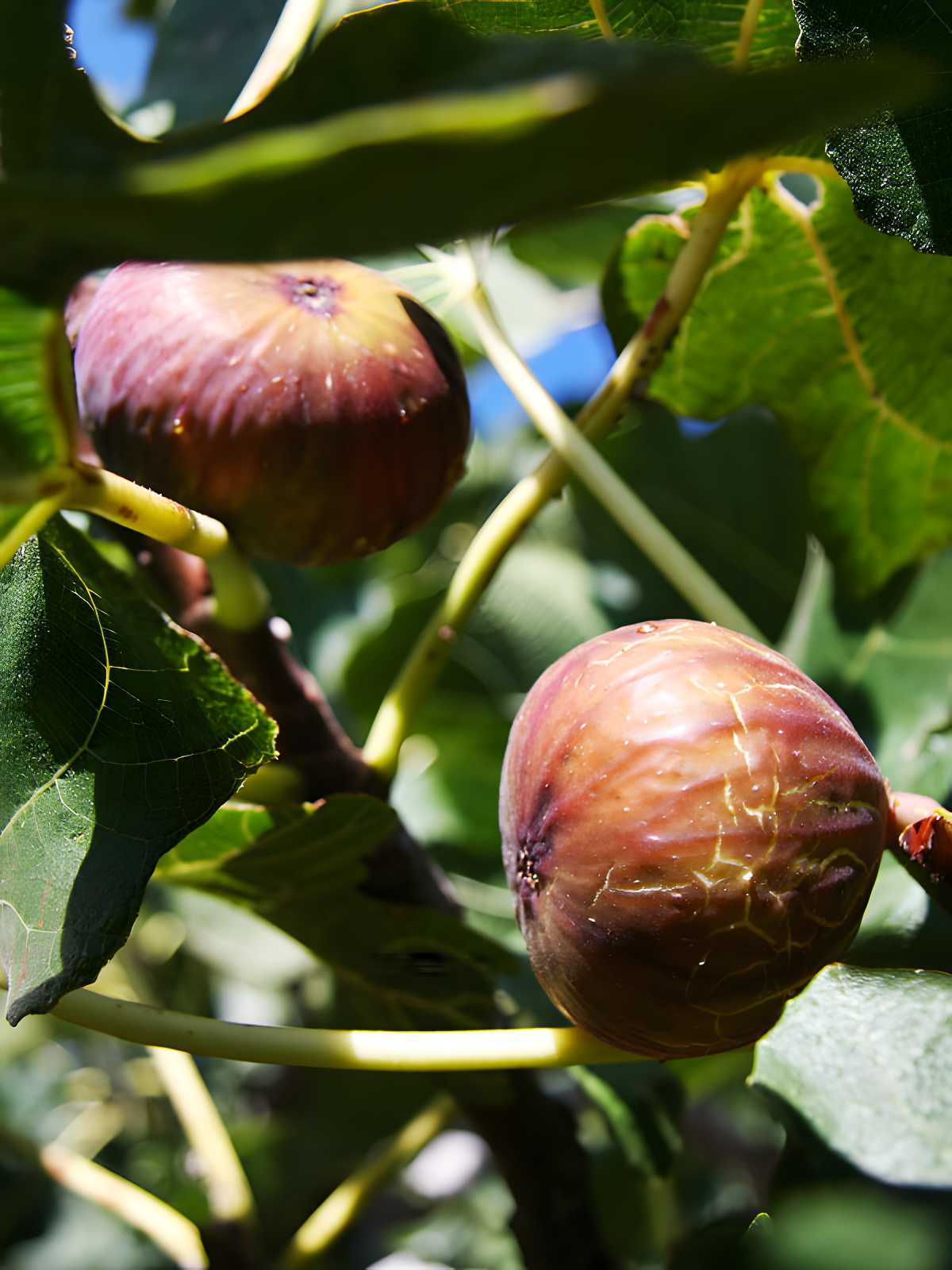 Magnolia Figs.