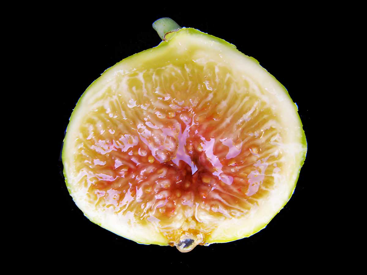 Mary Lane Seedless Figs.