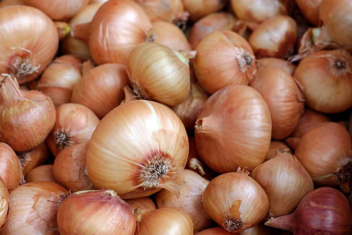 Mayan Sweet Onion.