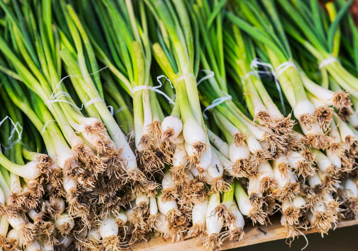 Nebuka Onion.