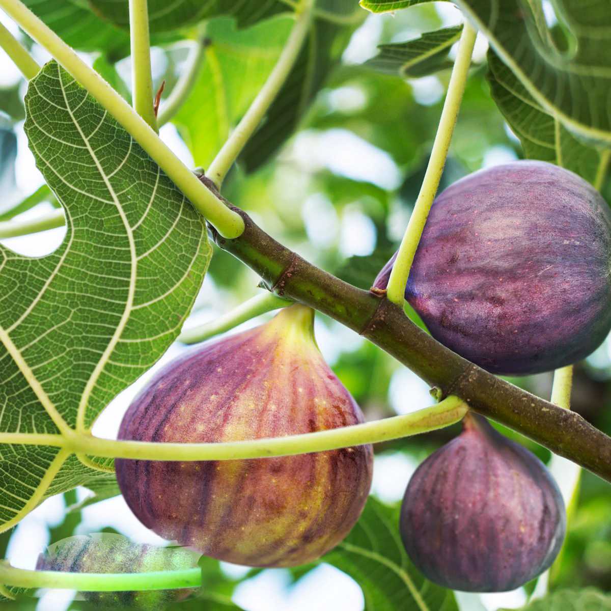 Olympian Figs.