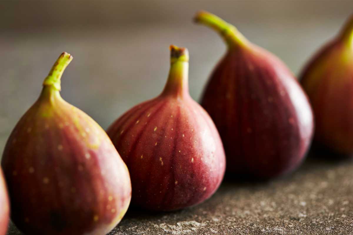 Osborne Prolific Figs.