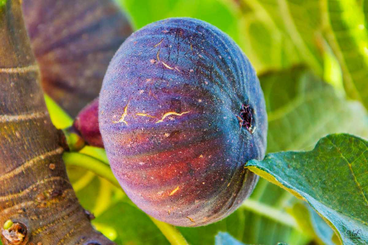 Pastilière Figs.