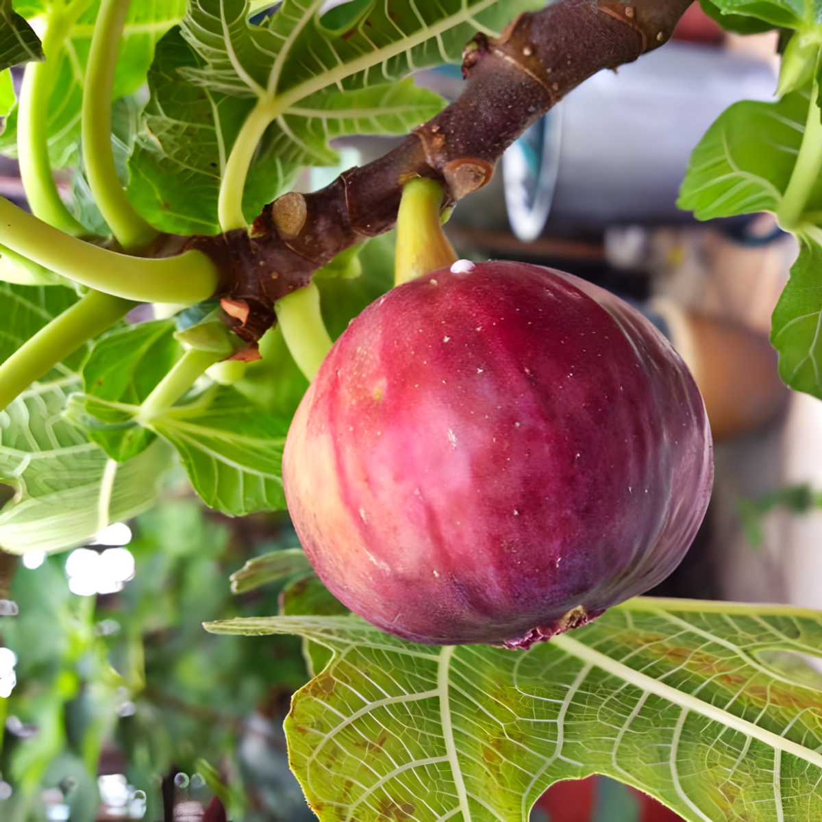 Red Israel Figs.