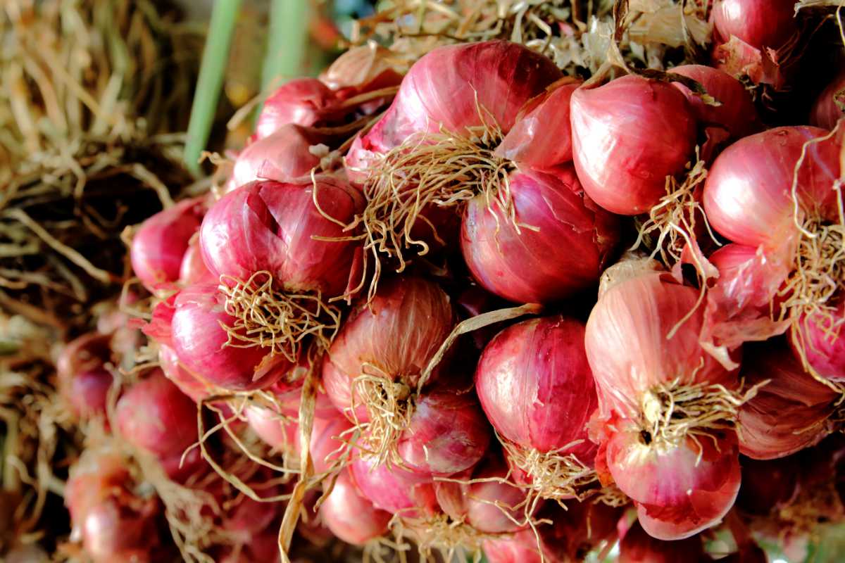 Shallots.