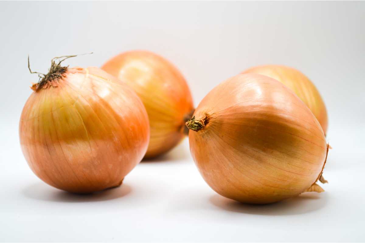 Spanish Onion.