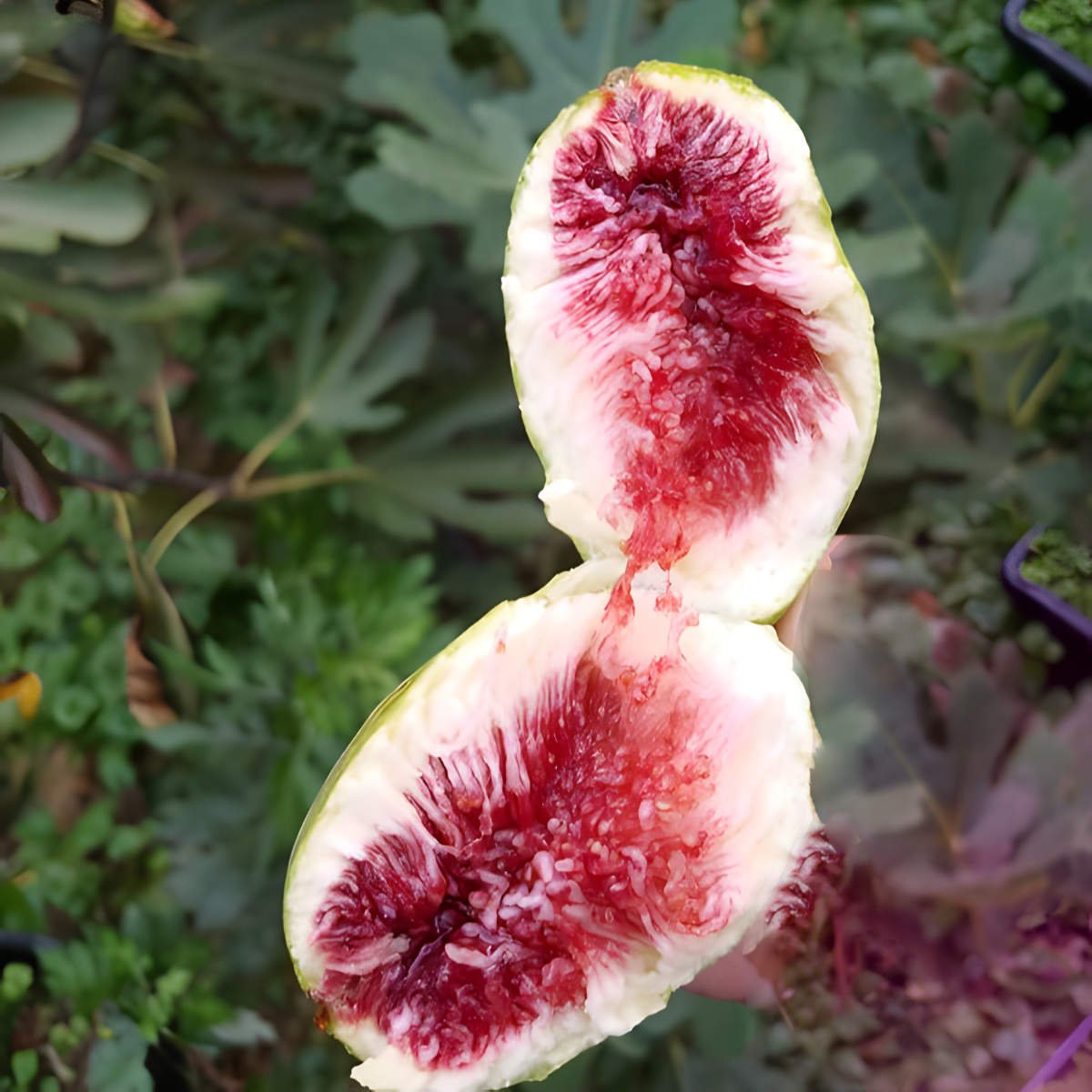 Stella Figs.