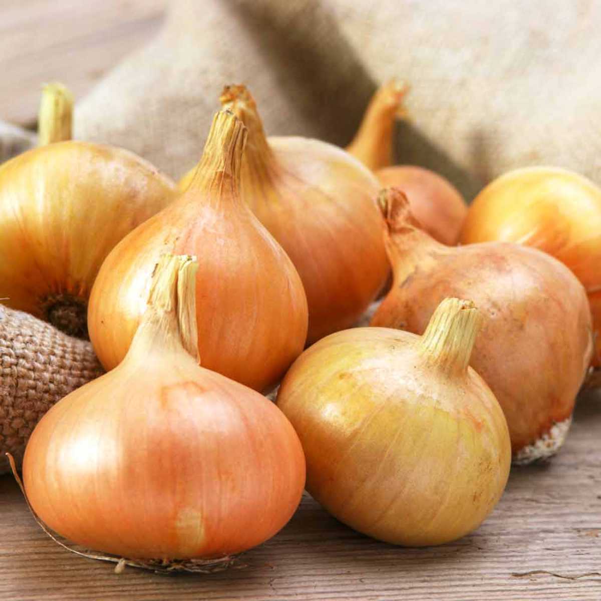 Stuttgarter Onion.
