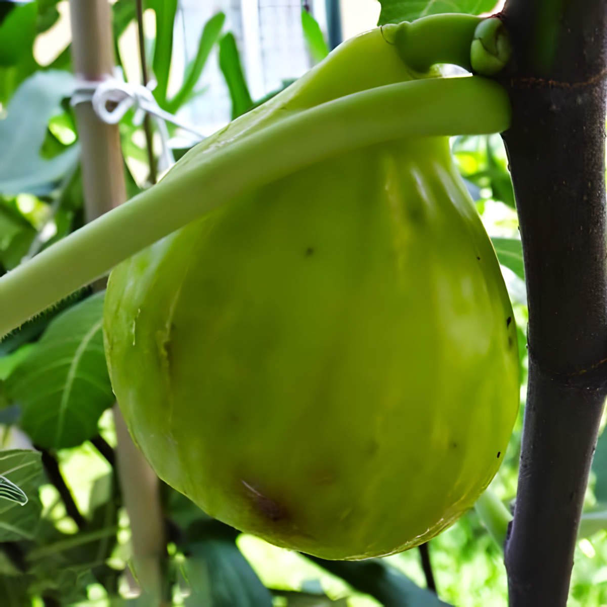 Tena Figs.