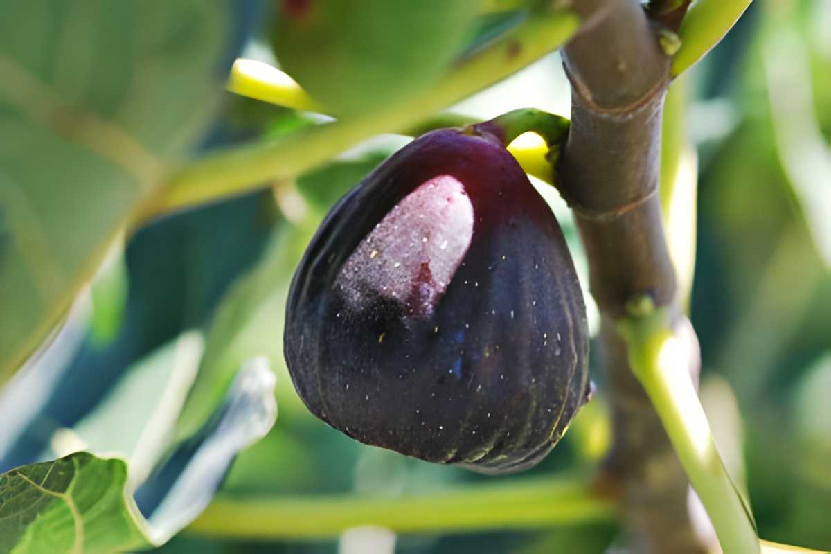 Texas Everbearing Figs.