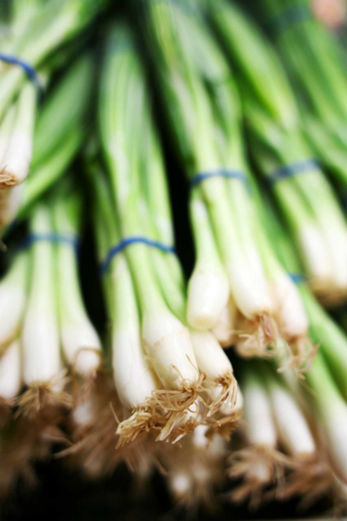 Tokyo Long White Onion.