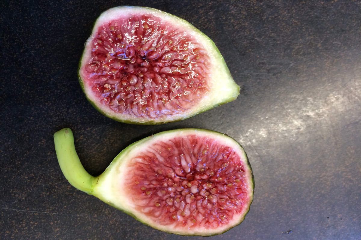 Verdal Longue Figs.