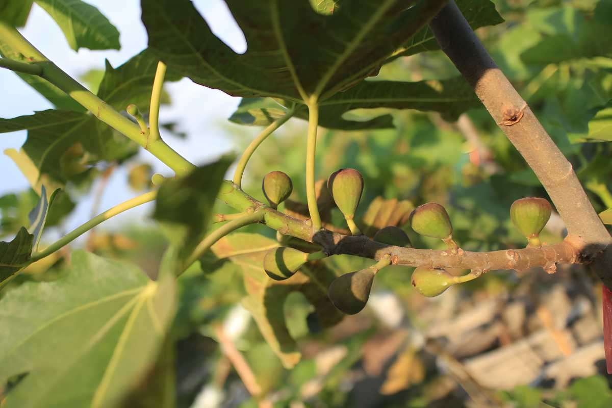Violette de Bordeaux Figs.