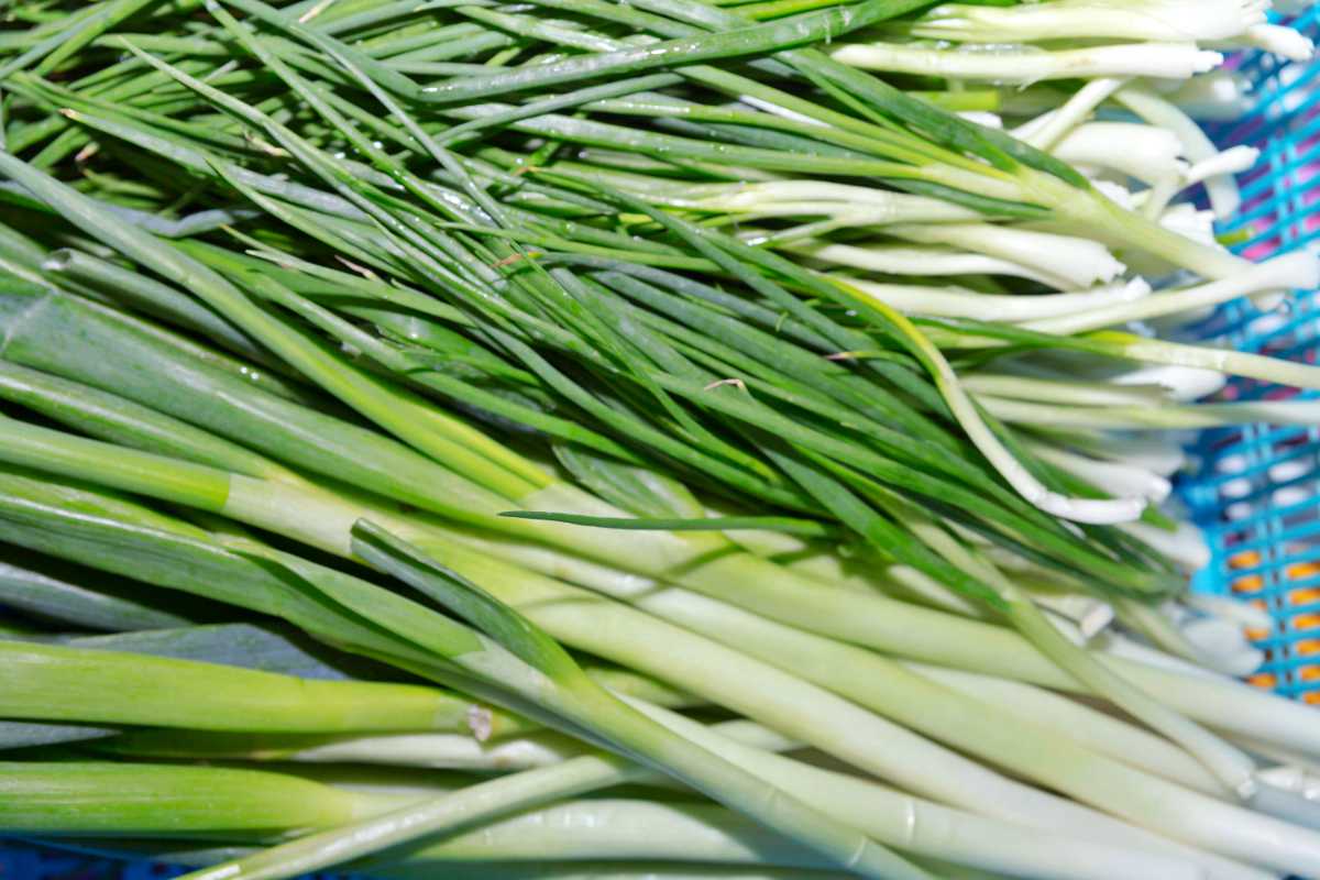 Welsh Onion.