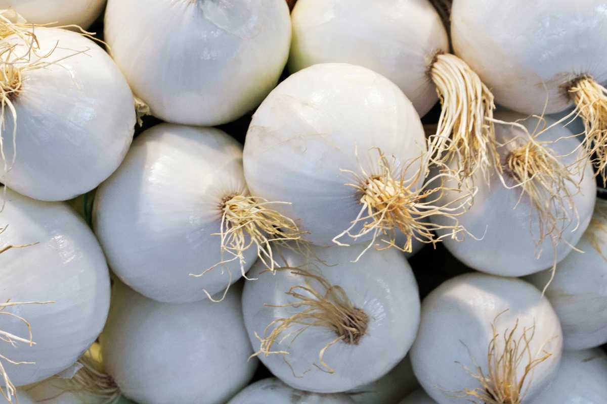 White Onion.