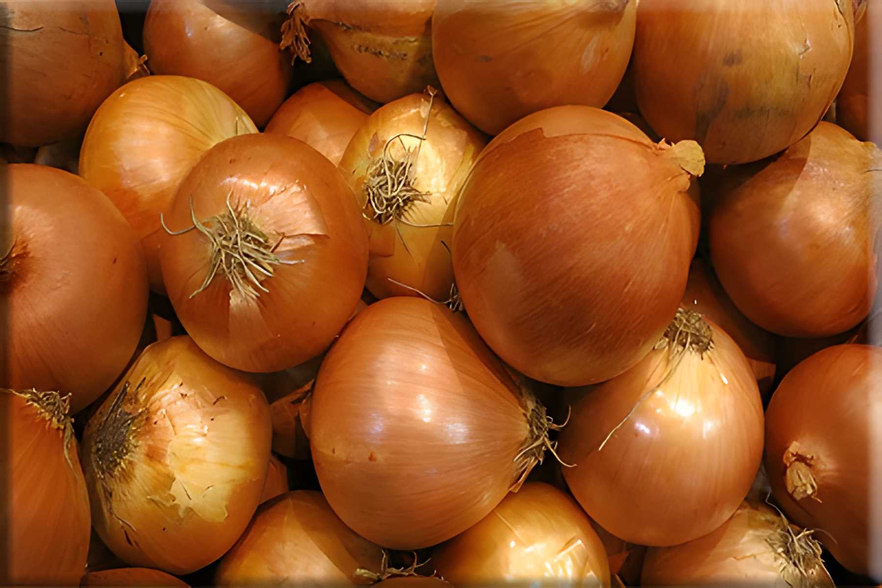 Yellow Globe Onion.