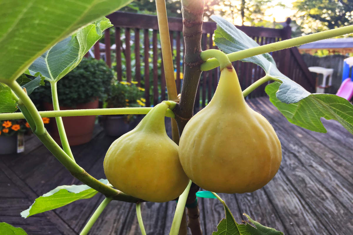 Yellow Long Neck Figs.
