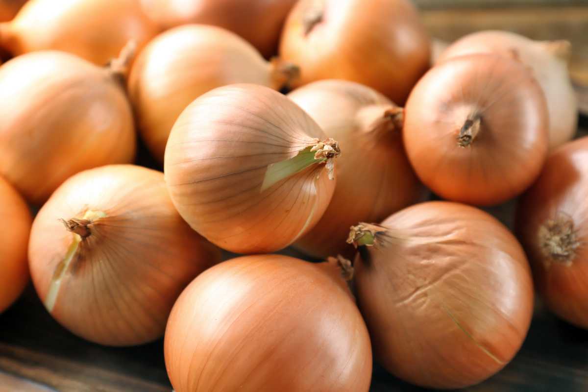Yellow Onion.